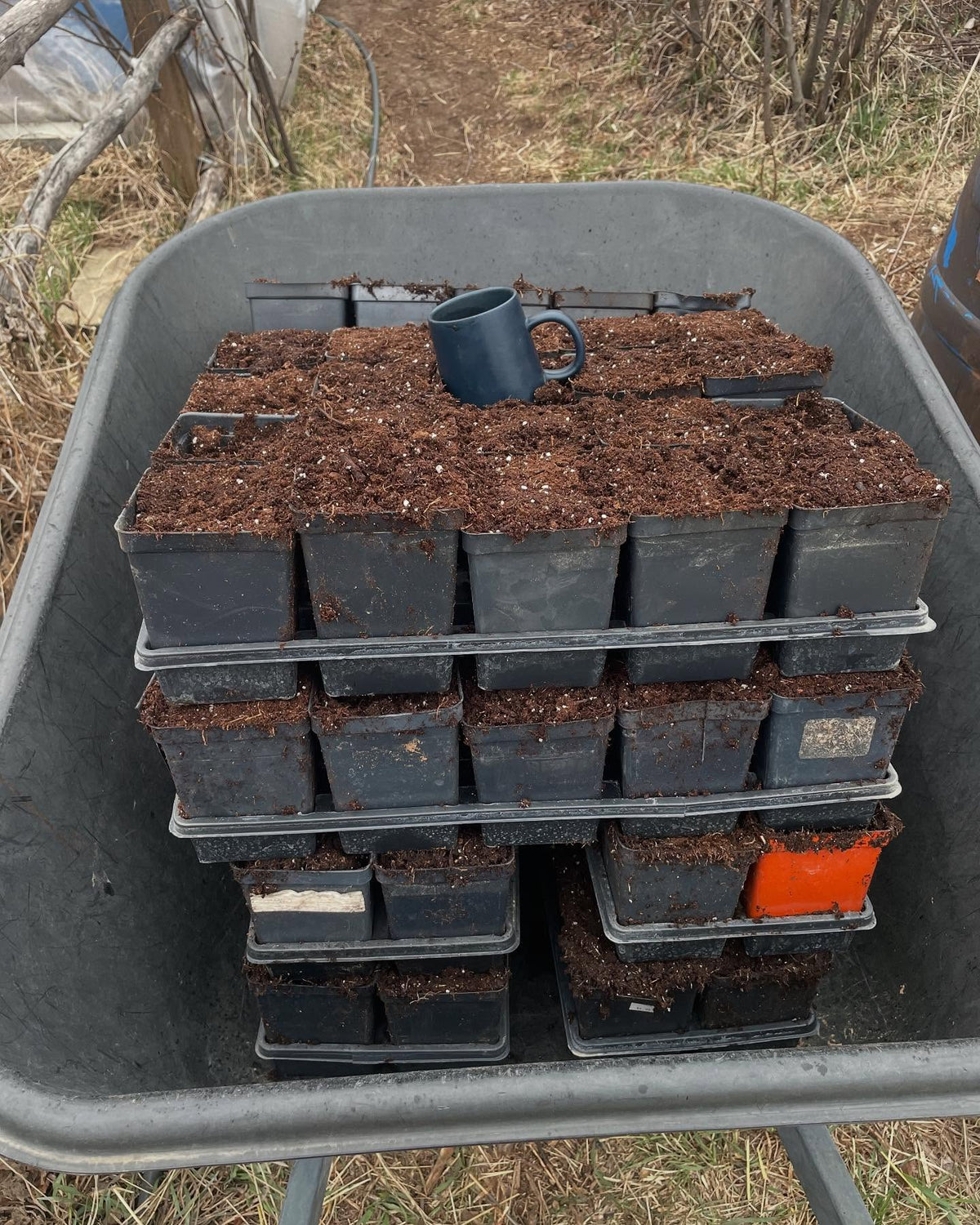 potting up tomatoes and peppers this morning, image 1 of 2