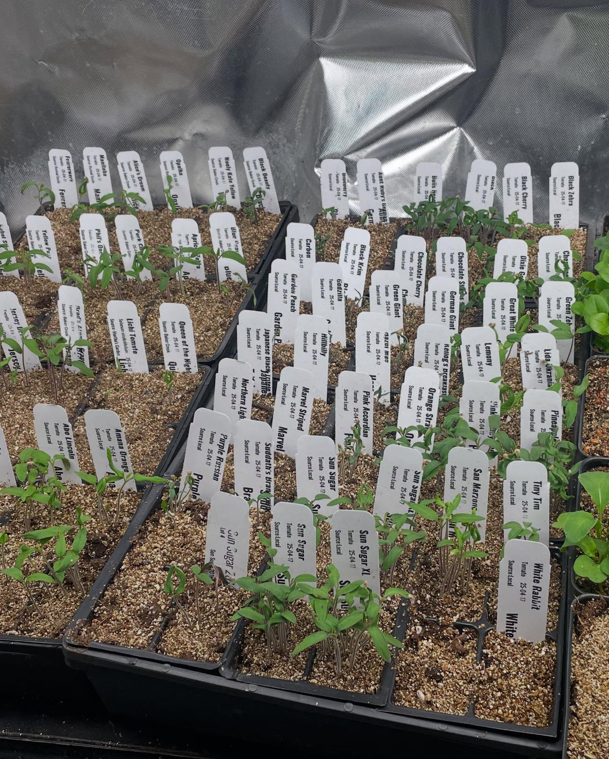 potting up tomatoes and peppers this morning, image 2 of 2