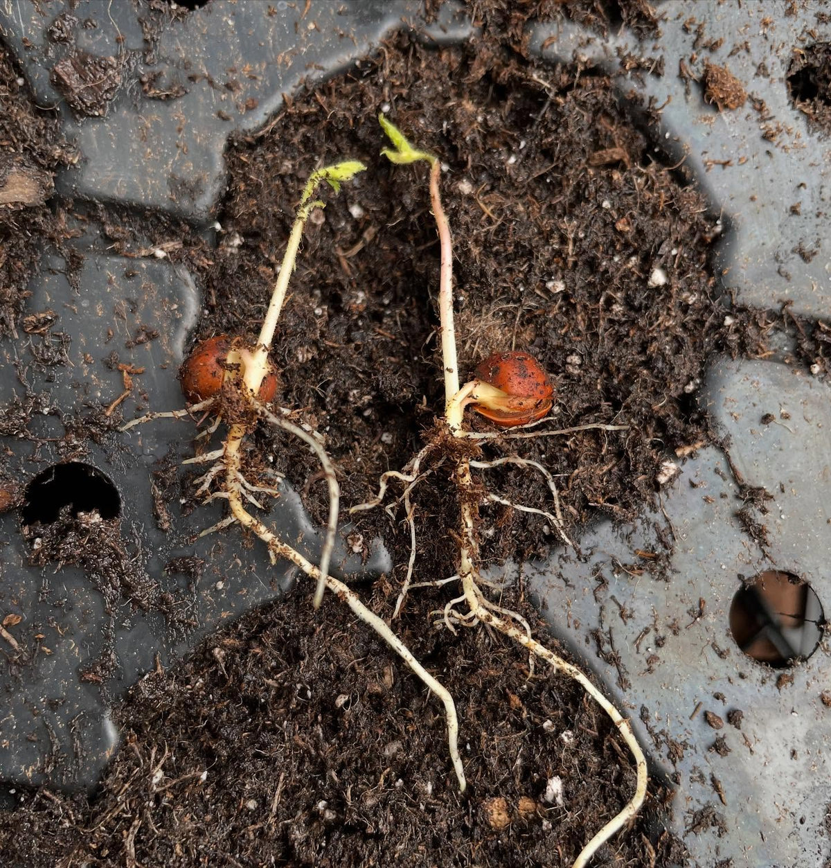potting up wild american hazelnuts, image 1 of 4