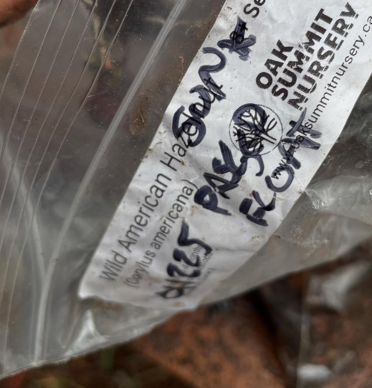 potting up wild american hazelnuts, image 2 of 4