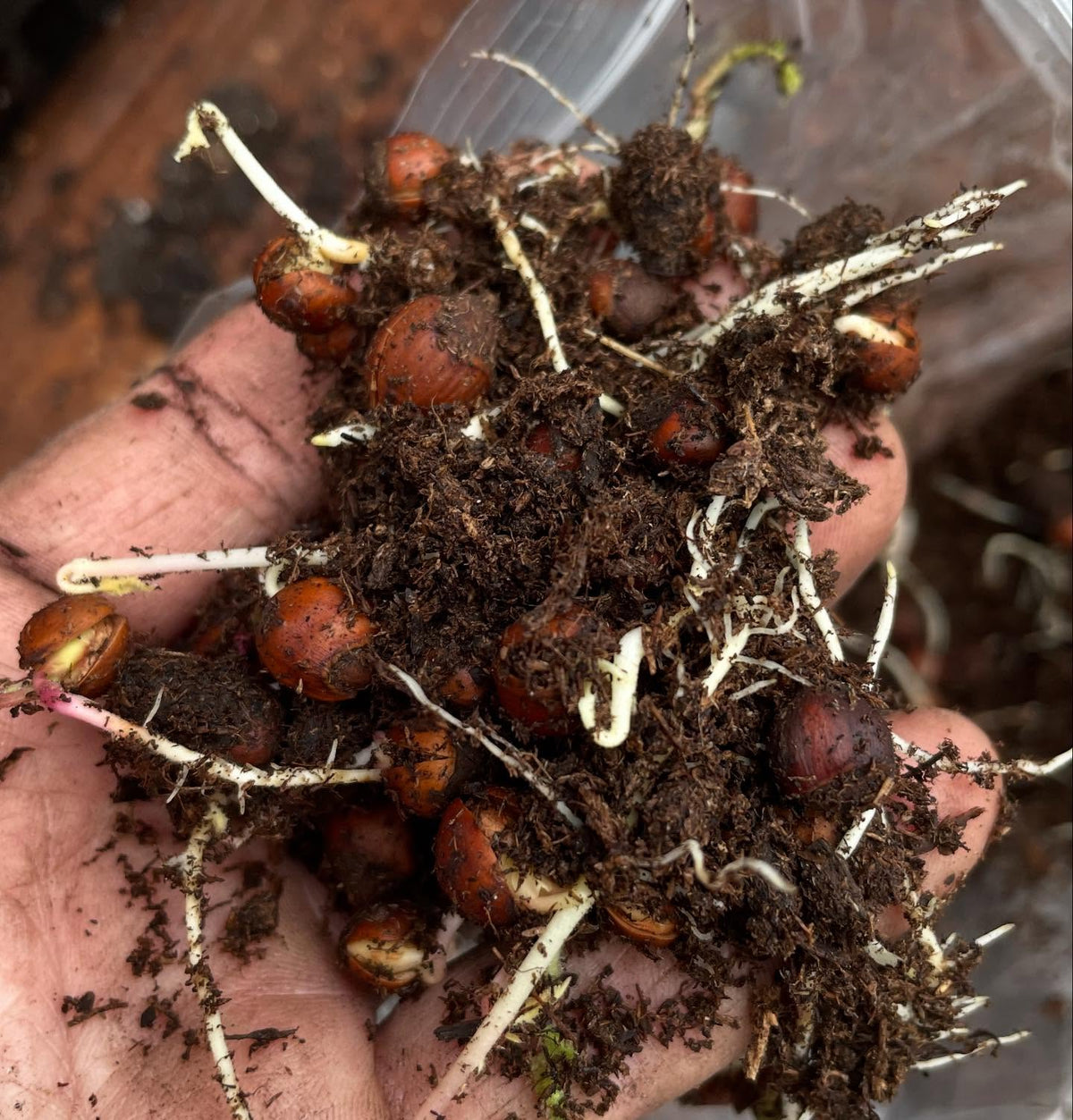 potting up wild american hazelnuts, image 3 of 4