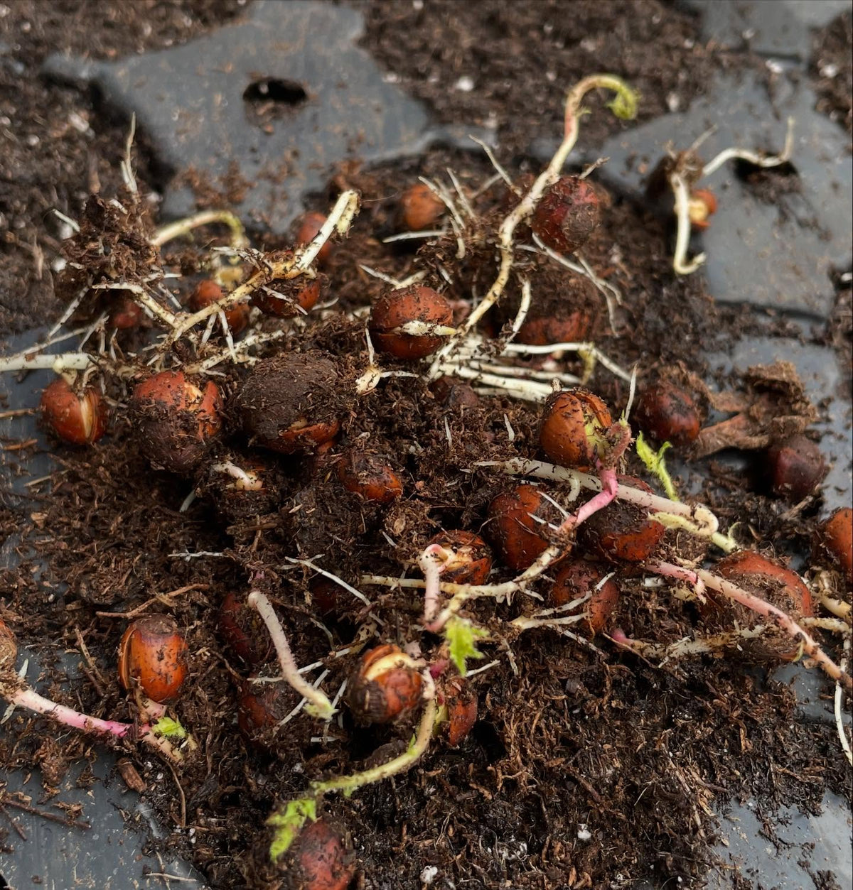 potting up wild american hazelnuts, image 4 of 4