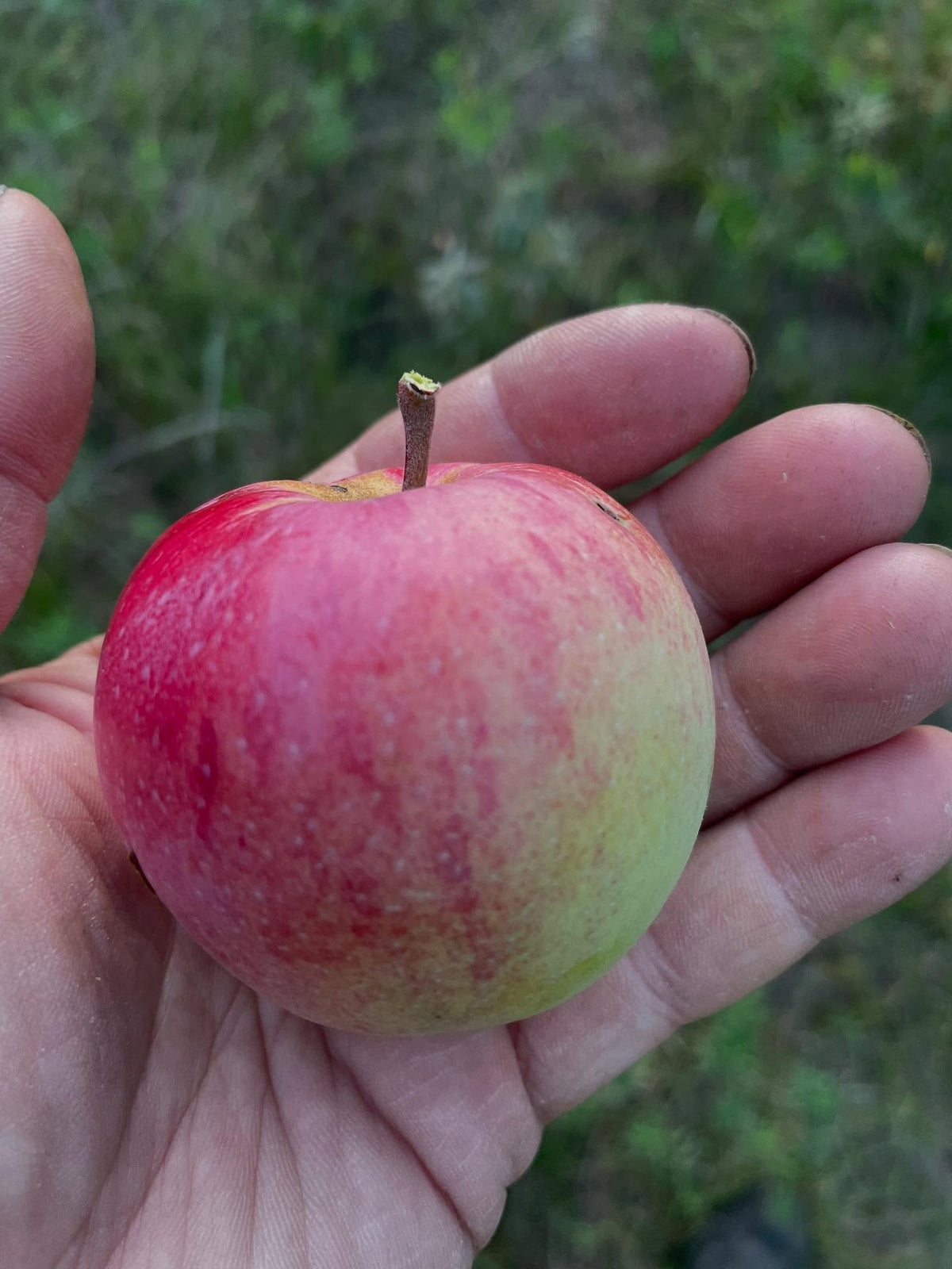 prairie magic, an excellent cold hardy apple