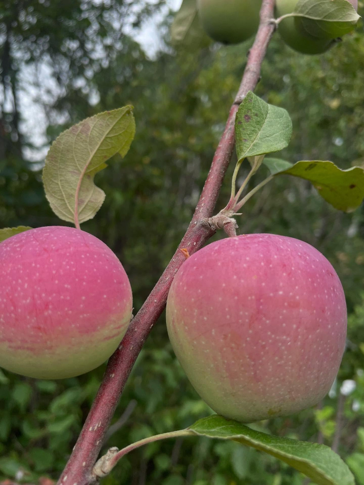 prairie magic apple grafted onto saskatoon, image 1 of 2