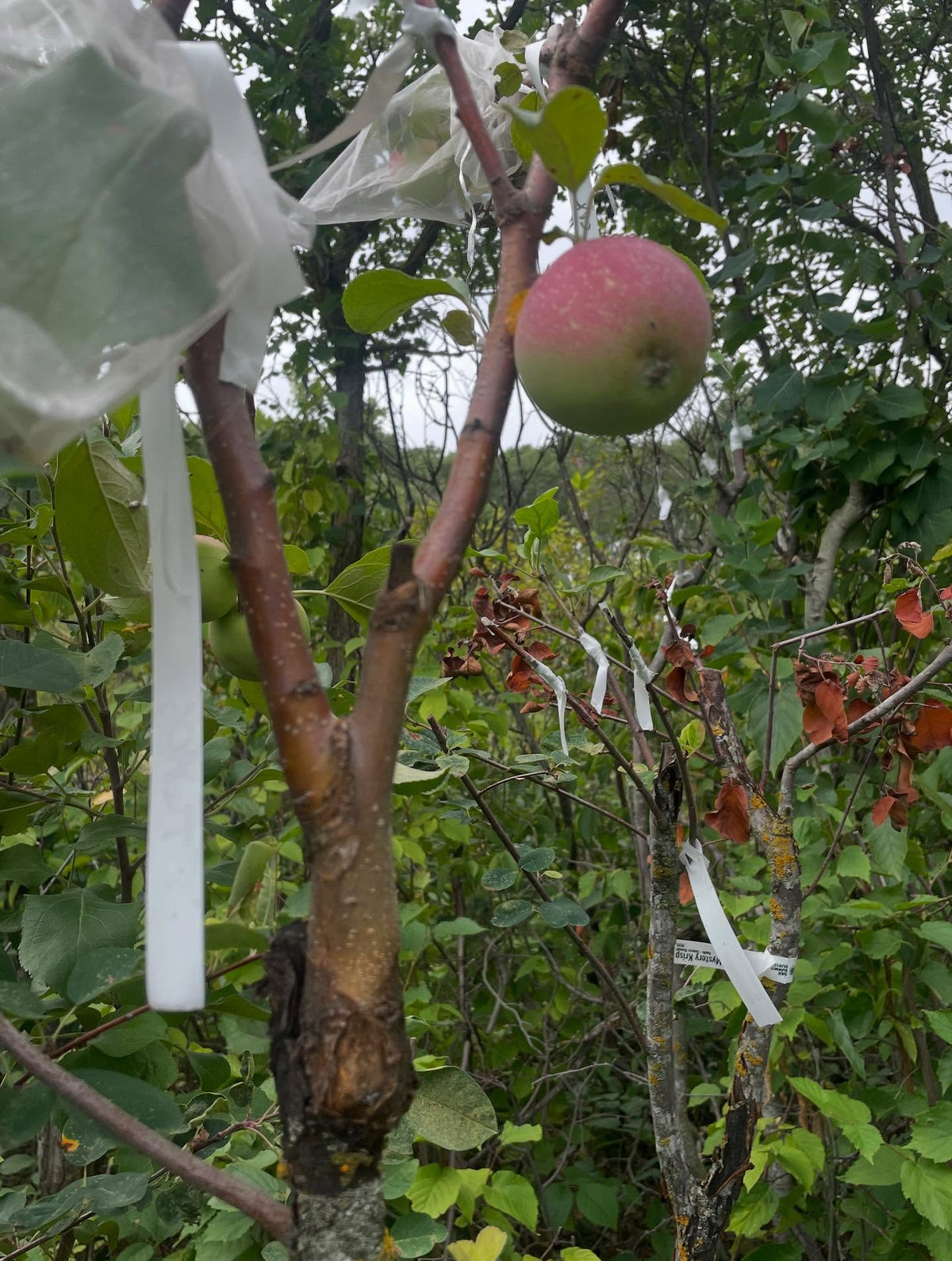 prairie magic apple grafted onto saskatoon, image 2 of 2