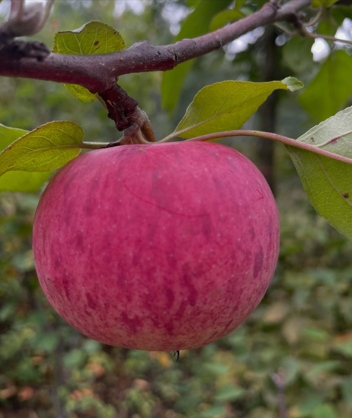 Prairie Magic apple ripening in early September, photograph 1 of 2
