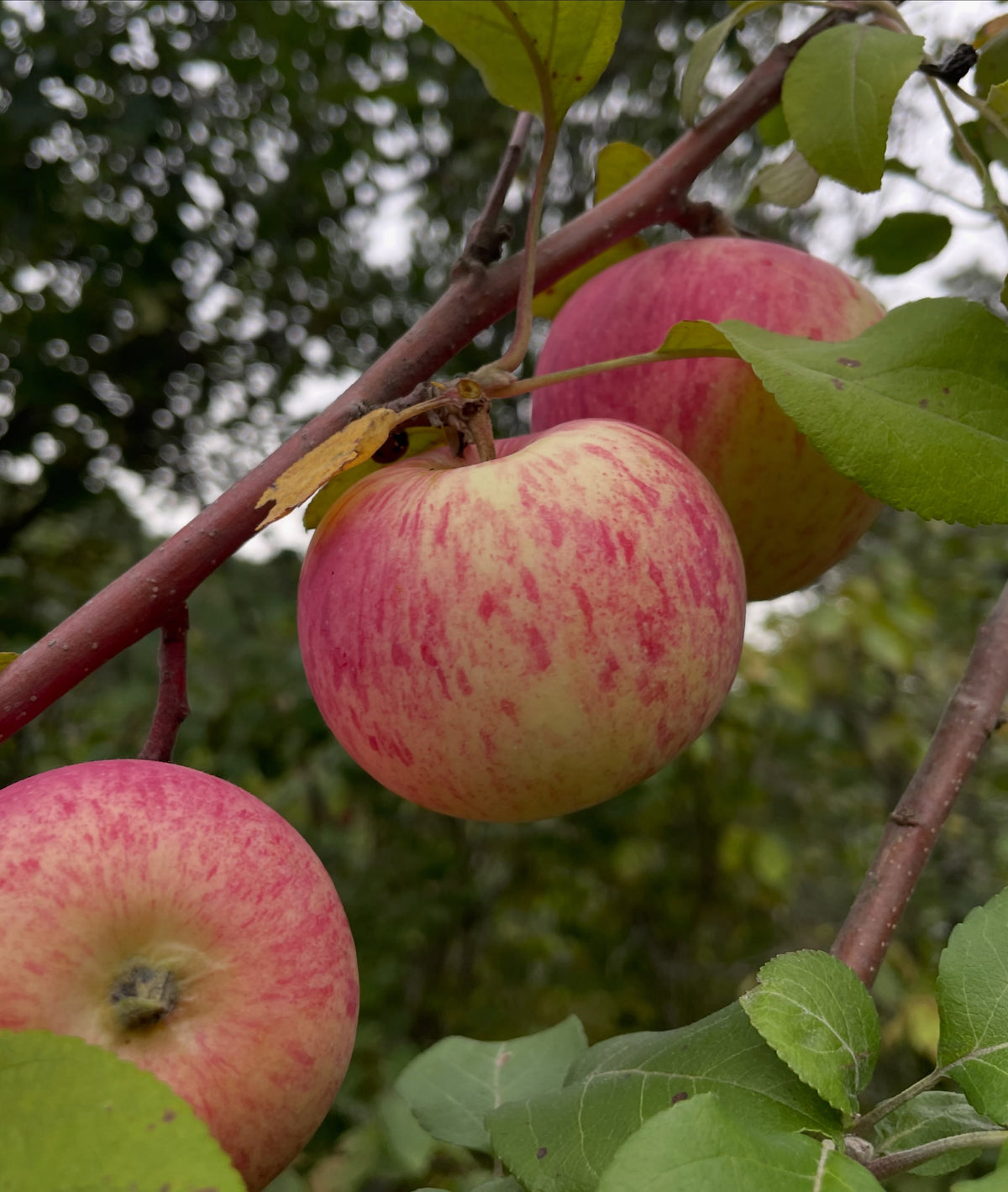 Prairie Magic apple ripening in early September, photograph 2 of 2