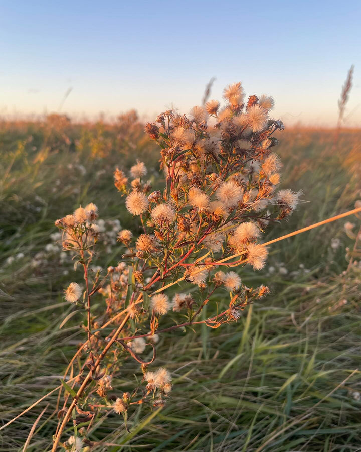 prairie re-wilding, 10th year since we moved our horses and anything has grazed this field, image 2 of 4