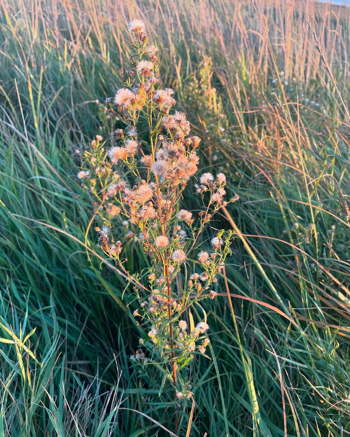 prairie re-wilding, 10th year since we moved our horses and anything has grazed this field, image 4 of 4