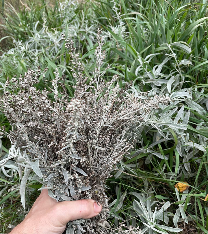 prairie sage grows in patches around our place, collecting some for seed