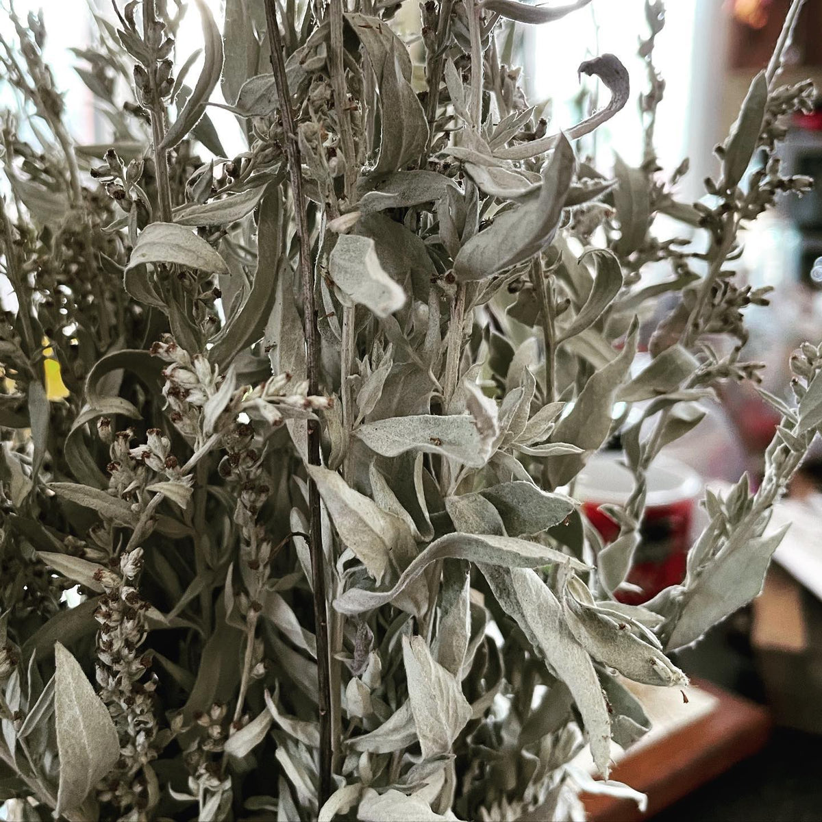 prairie sage seeds, not sure if I’ll be able to separate them from the plant material, image 2 of 2