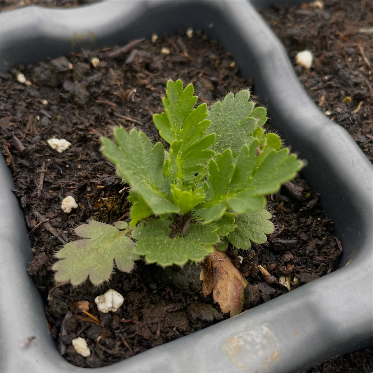 Prairie smoke seedlings, image 1 of 2
