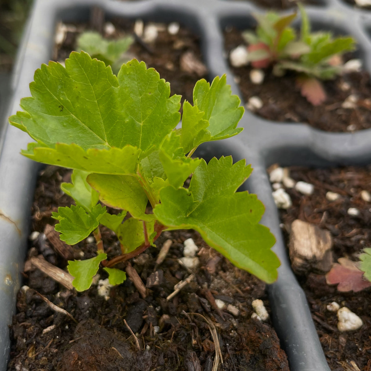 Prairie smoke seedlings, image 2 of 2