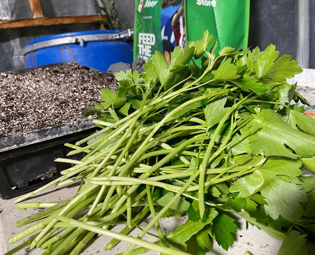 prepared black currant cuttings for mist propagation in our greenhouse, image 1 of 2