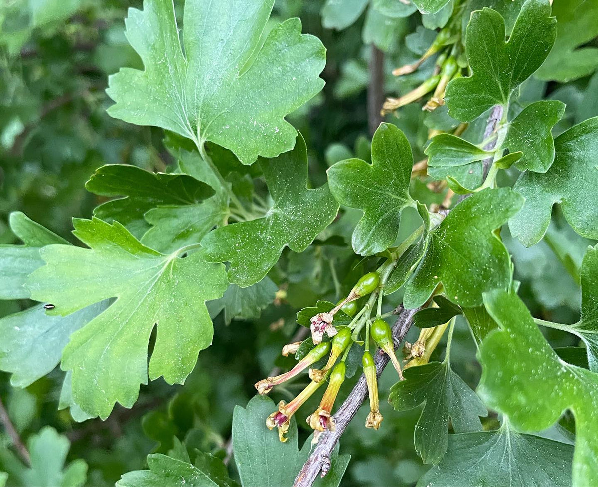 prepared black currant cuttings for mist propagation in our greenhouse, image 2 of 2