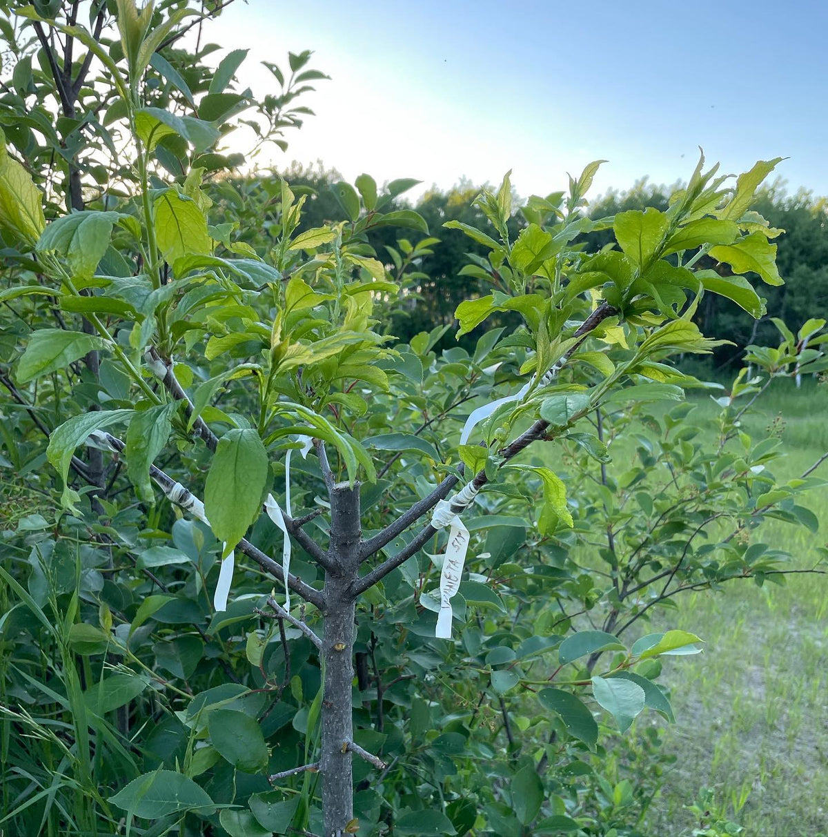 progress on one of our multi grafted prunus virginiana