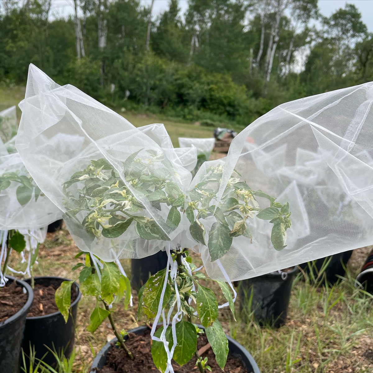 project peppers, just potted them up and I’m trying these large organza bags to keep the seeds true type