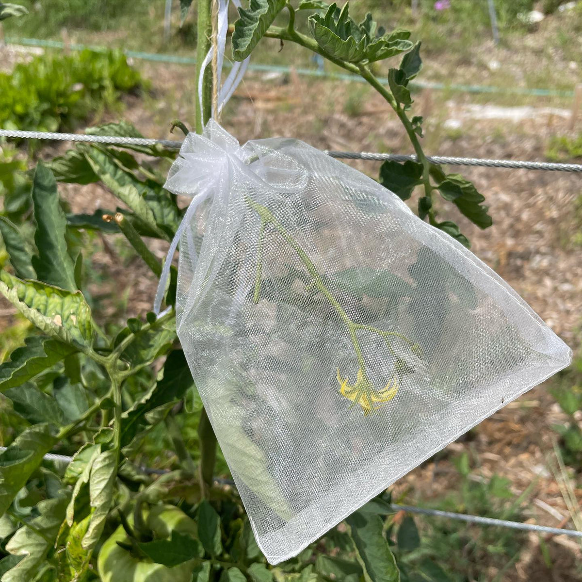 project tomato seeds - heirloom tomato bagged to ensure true to type seed, image 1 of 2