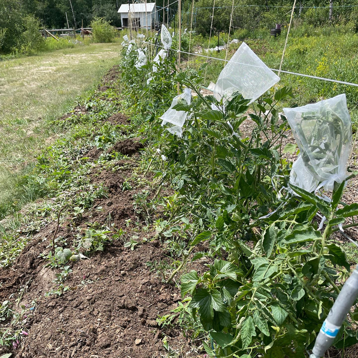 project tomato seeds - heirloom tomato bagged to ensure true to type seed, image 2 of 2