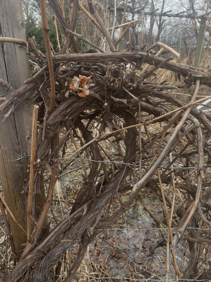 pruning a monster valiant grape today, image 1 of 4