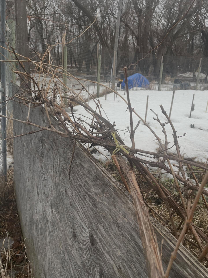 pruning a monster valiant grape today, image 3 of 4