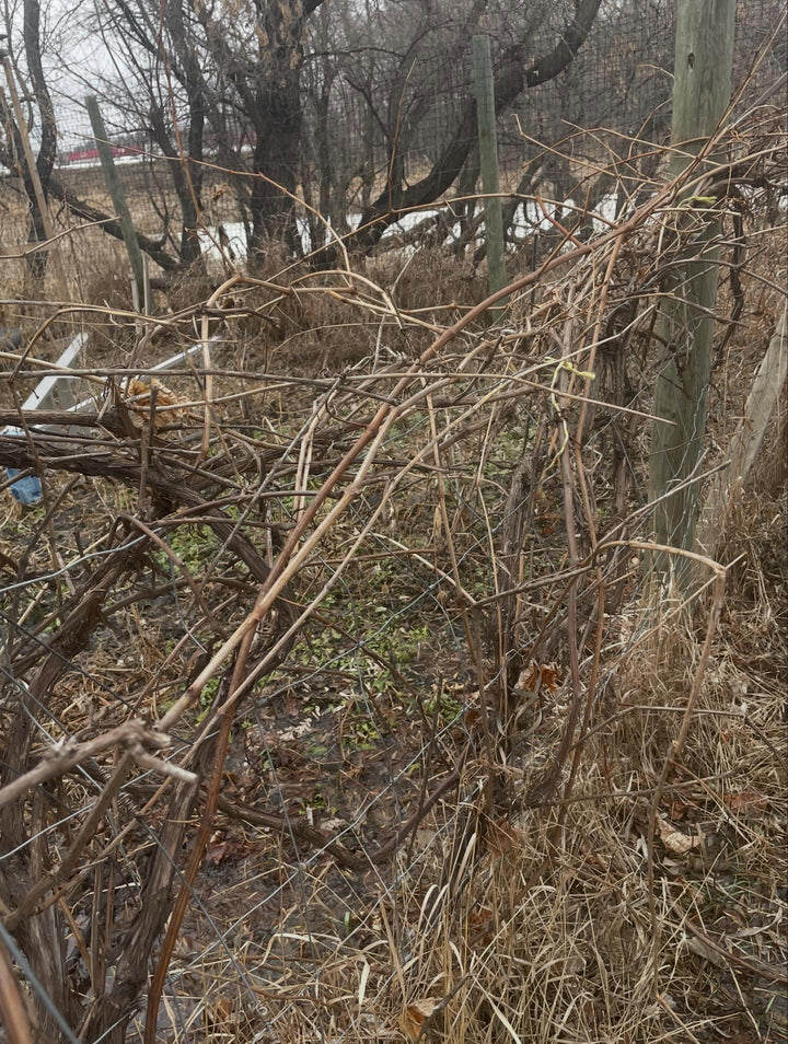 pruning a monster valiant grape today, image 4 of 4