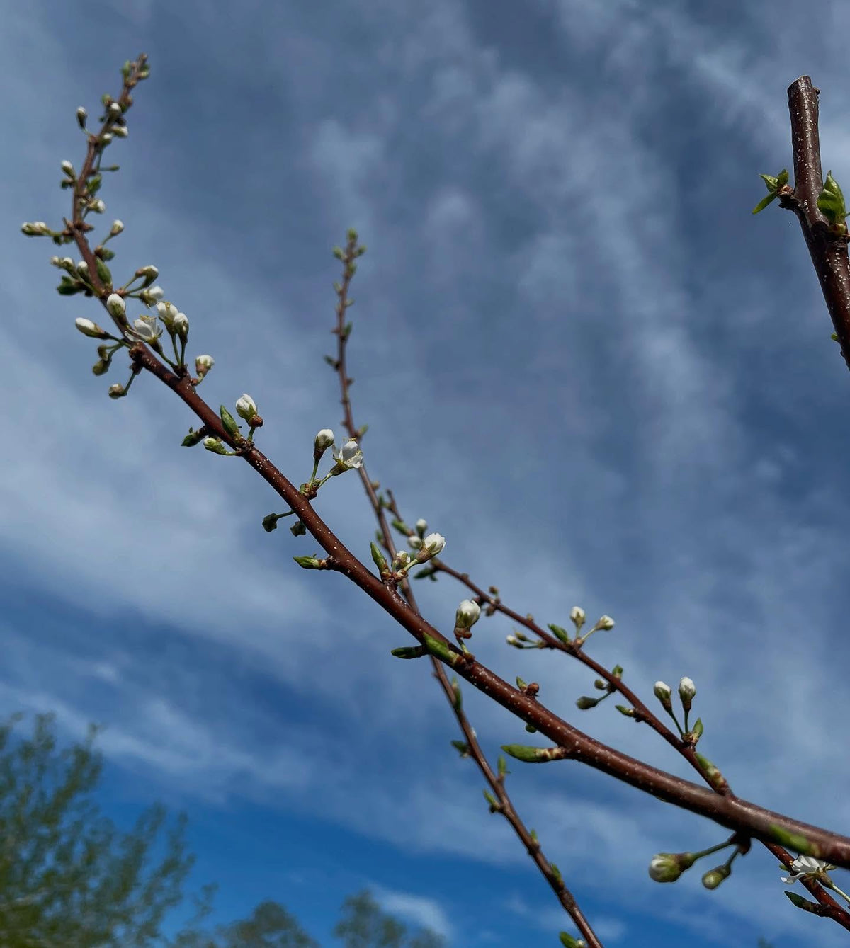 prunus americana grafts one year old flowering, image 1 of 7