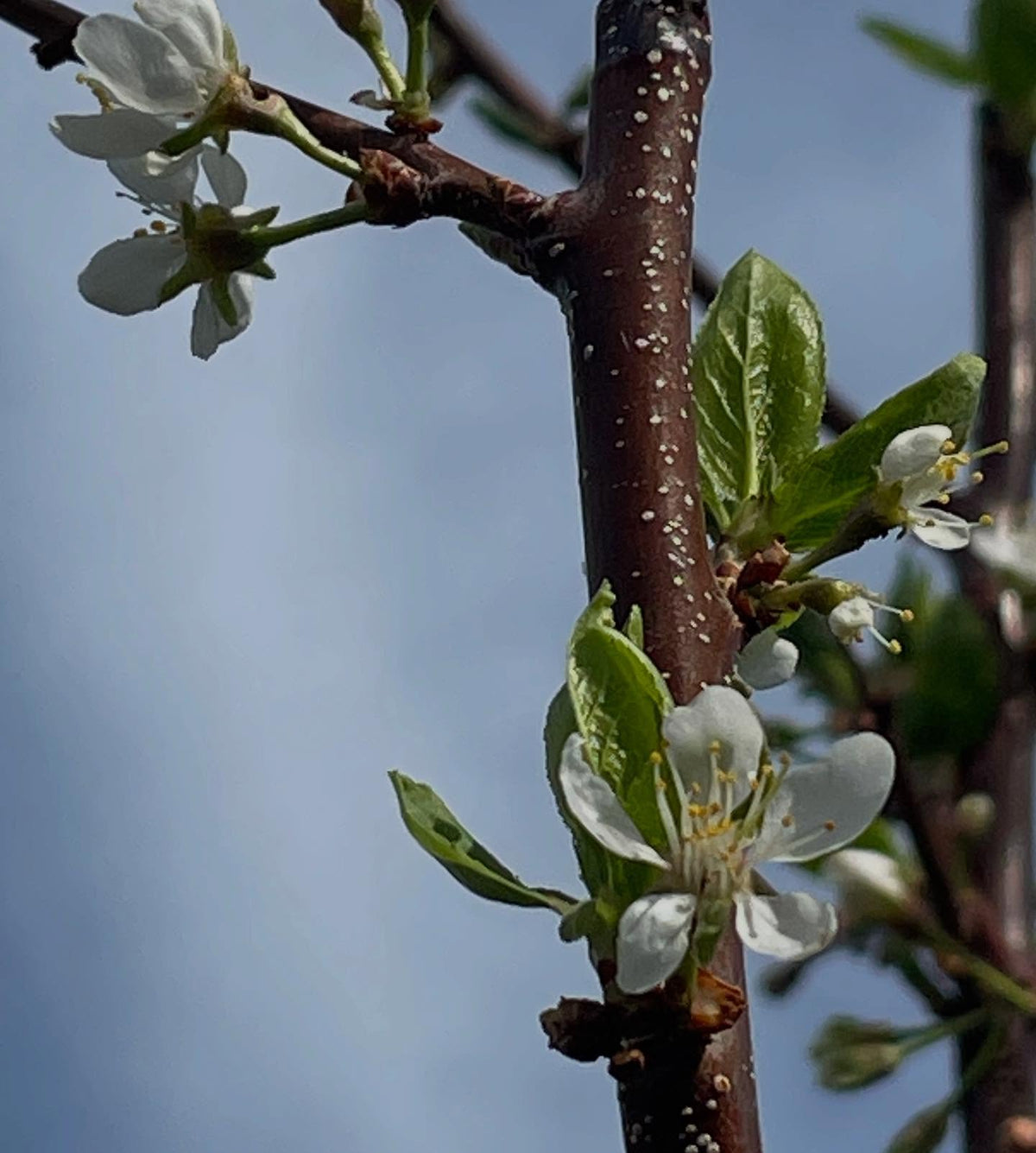 prunus americana grafts one year old flowering, image 2 of 7