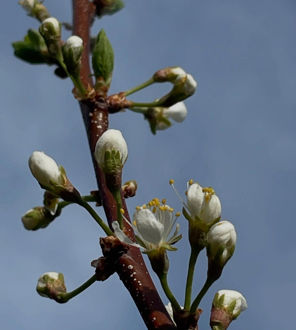 prunus americana grafts one year old flowering, image 3 of 7
