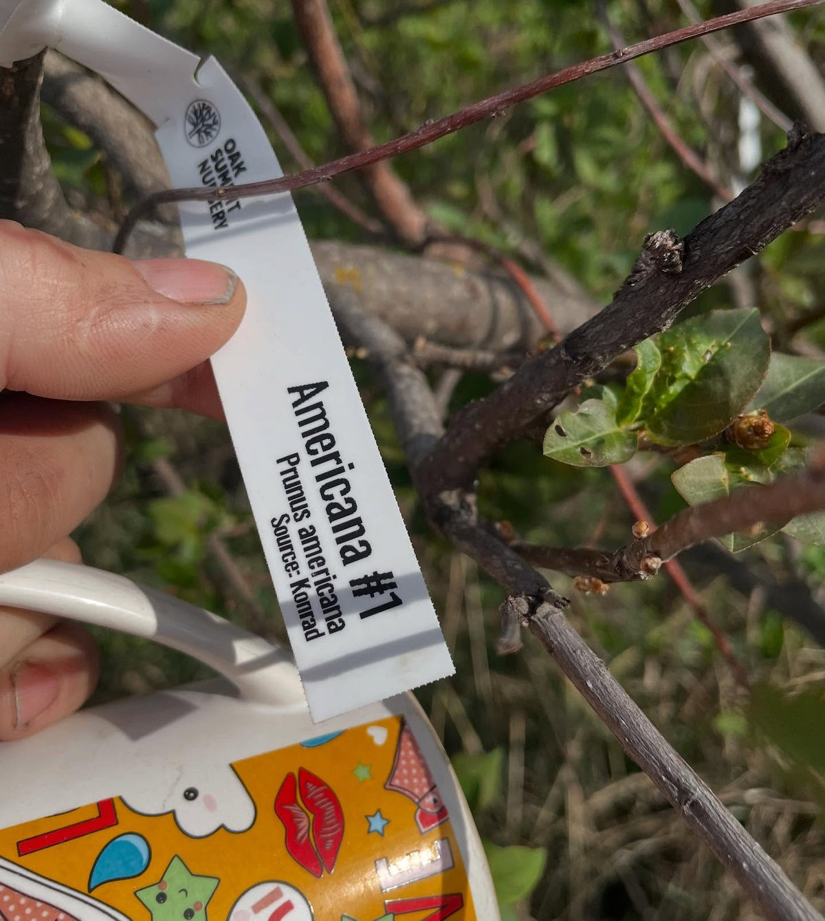prunus americana grafts one year old flowering, image 4 of 7