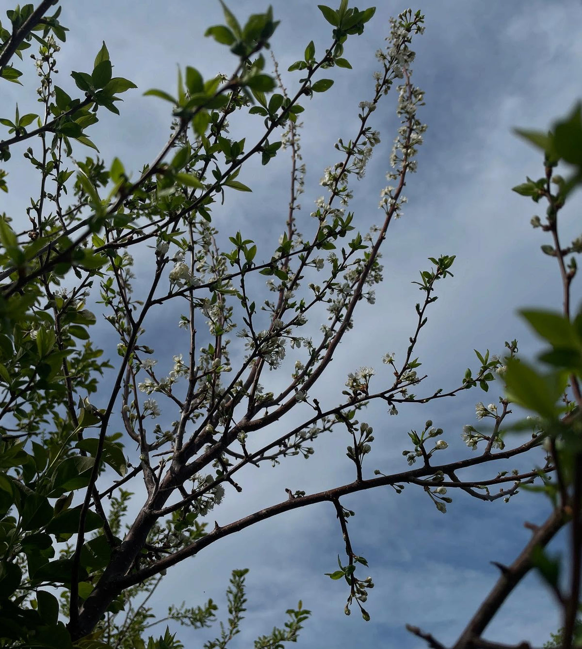 prunus americana grafts one year old flowering, image 6 of 7