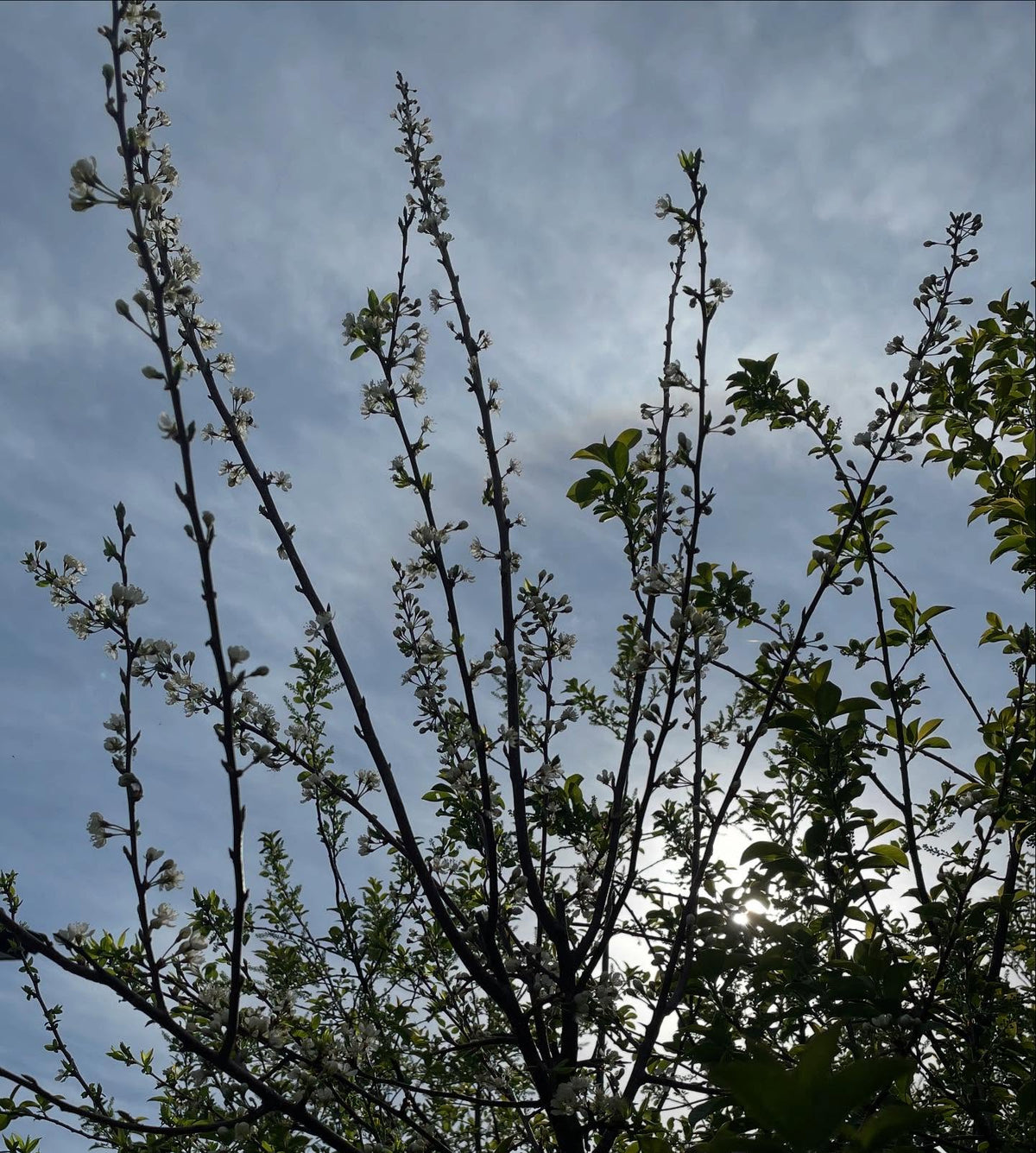 prunus americana grafts one year old flowering, image 7 of 7