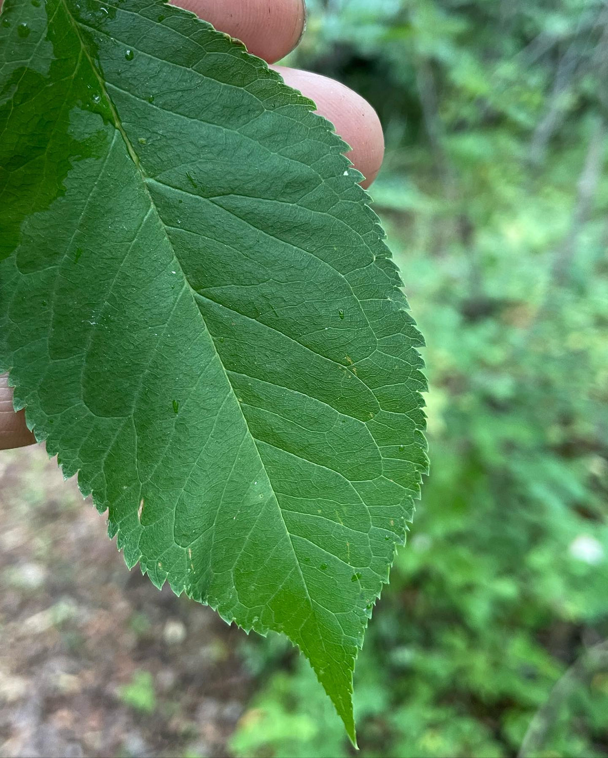 prunus americana I think, along a trail at the Frank Skinner arboretum in Manitoba, image 2 of 3