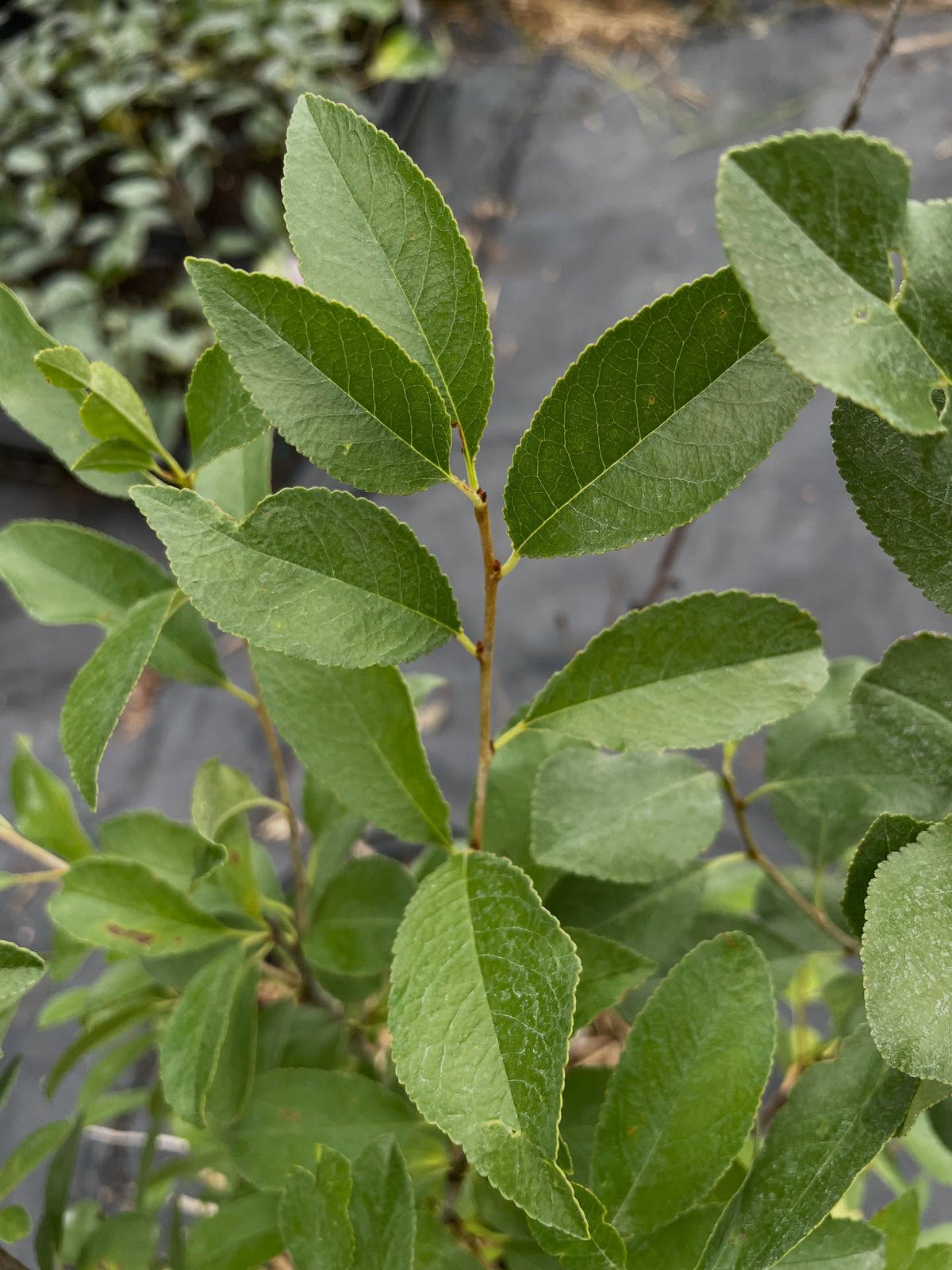 prunus fruticosa, or mongolian cherry, image 1 of 4