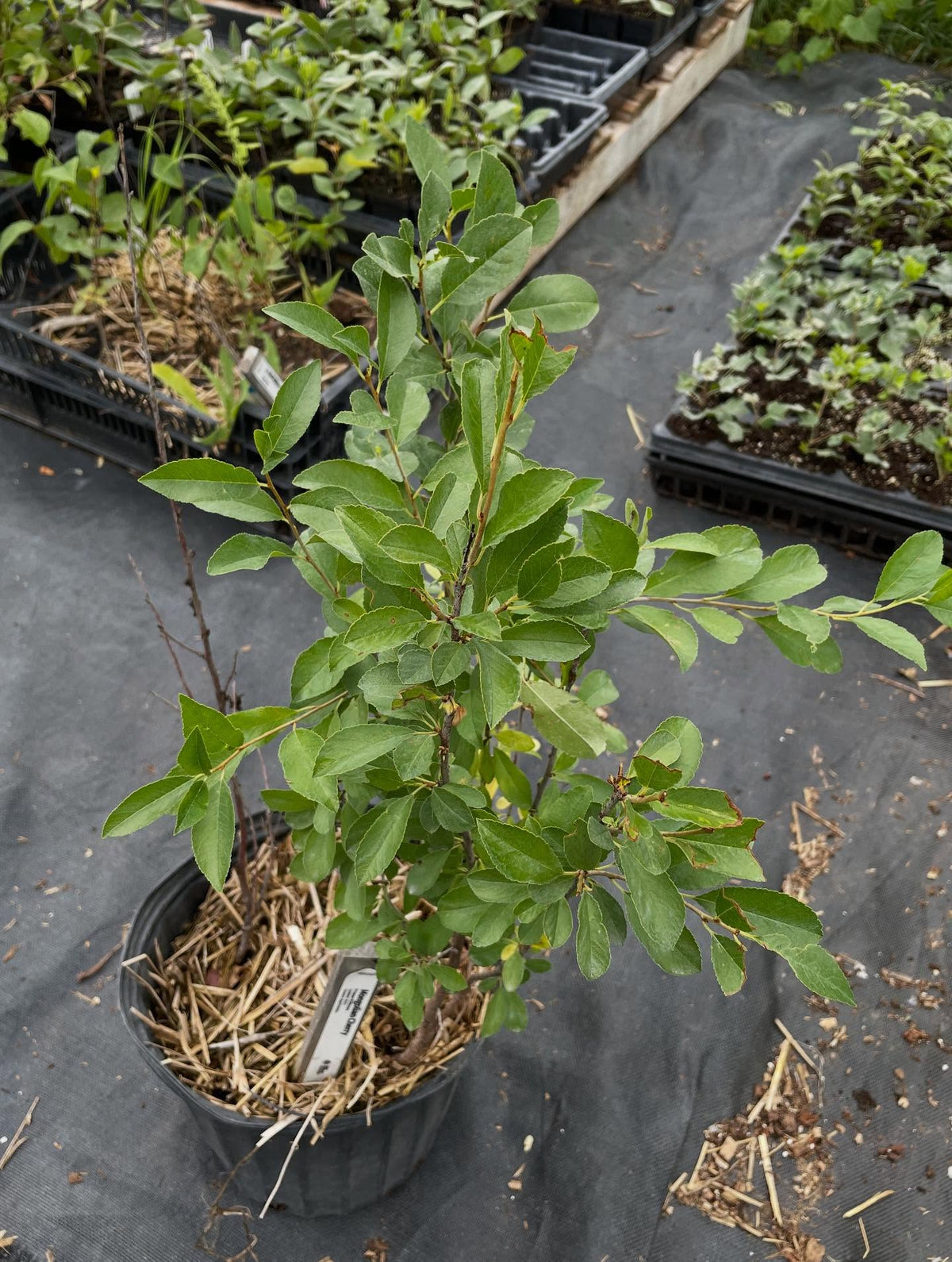 prunus fruticosa, or mongolian cherry, image 2 of 4