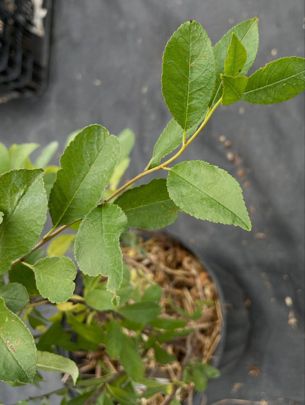 prunus fruticosa, or mongolian cherry, image 3 of 4