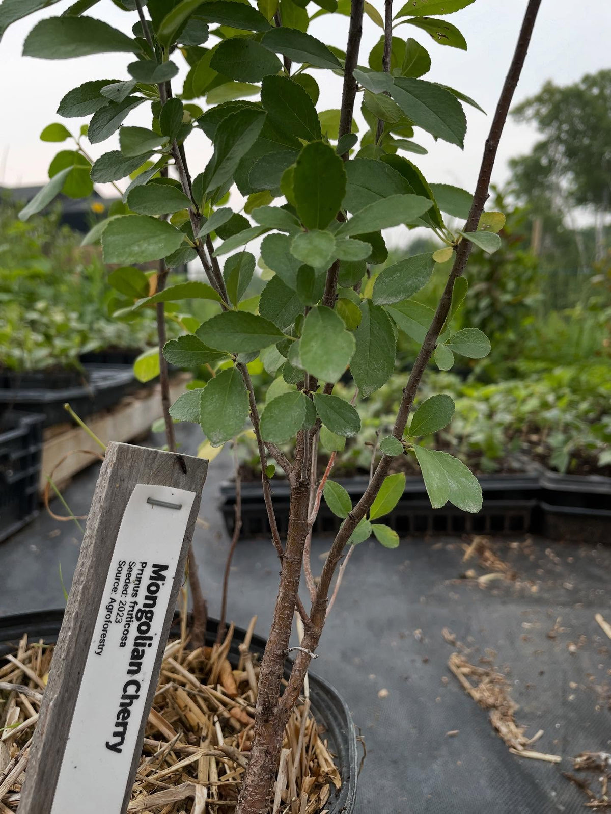 prunus fruticosa, or mongolian cherry, image 4 of 4