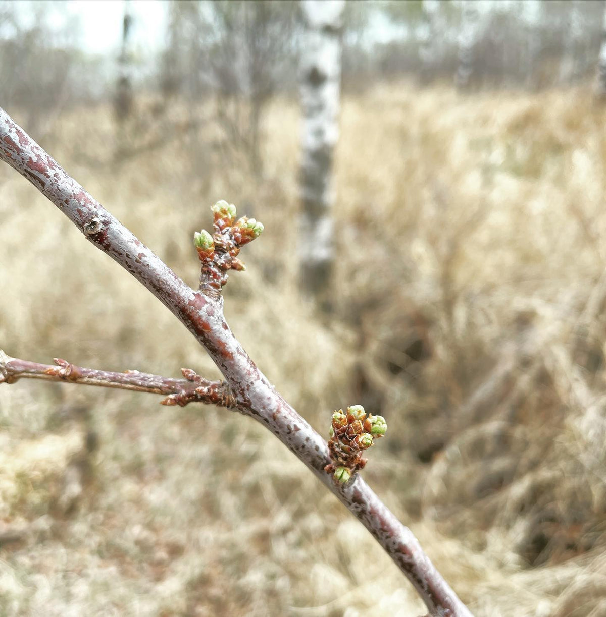 prunus leafing out