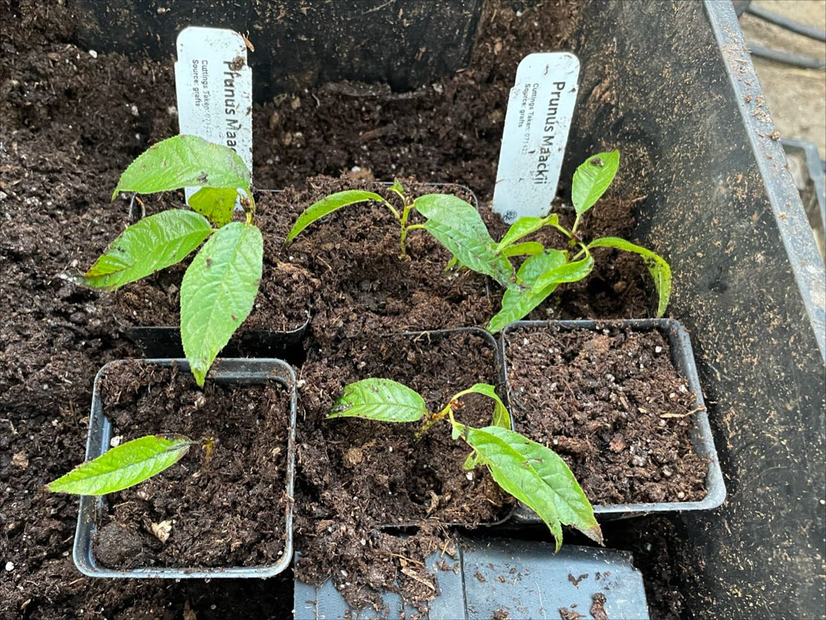 prunus maackii, manchurian cherry rooted softwood from spring grafts, image 2 of 2