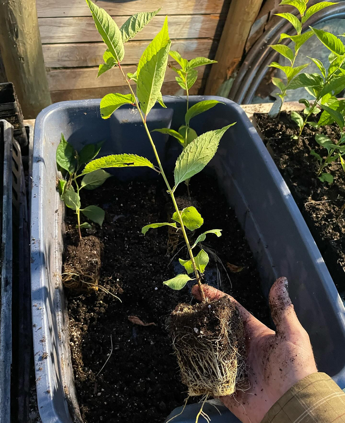 prunus nigra, the elusive canada wild plum, image 1 of 2