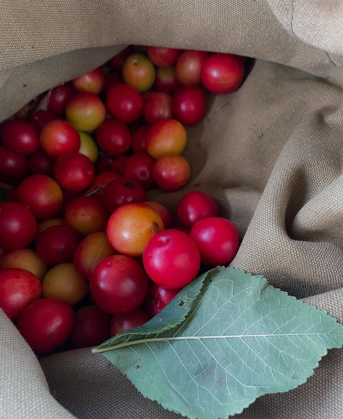 prunus nigra, the elusive canada wild plum, image 1 of 2