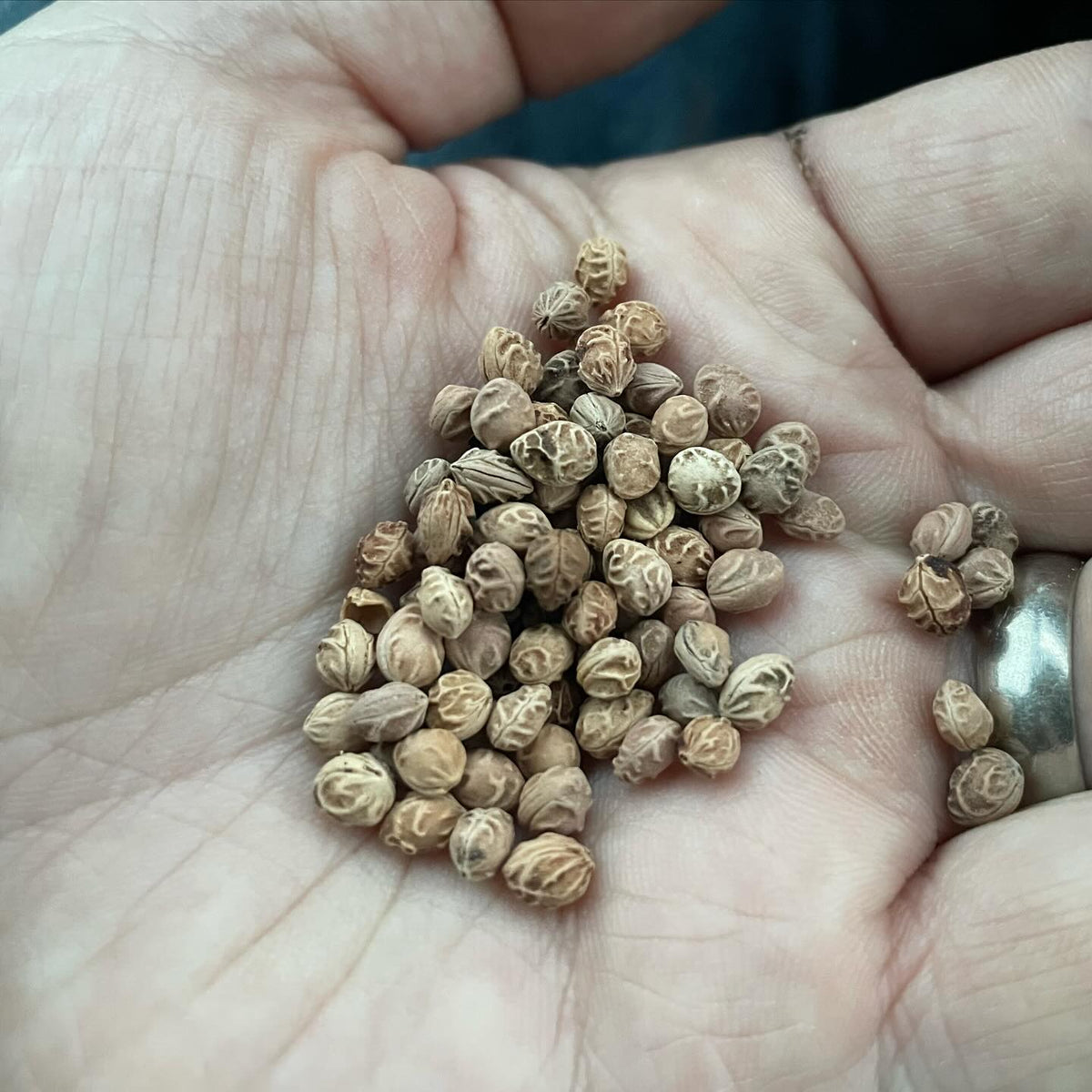 prunus padus seeds with the distinct rugulose texture, maybe the easiest way to tell the trees apart from p, image 1 of 2