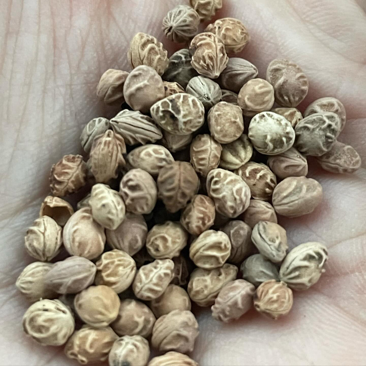 prunus padus seeds with the distinct rugulose texture, maybe the easiest way to tell the trees apart from p, image 2 of 2