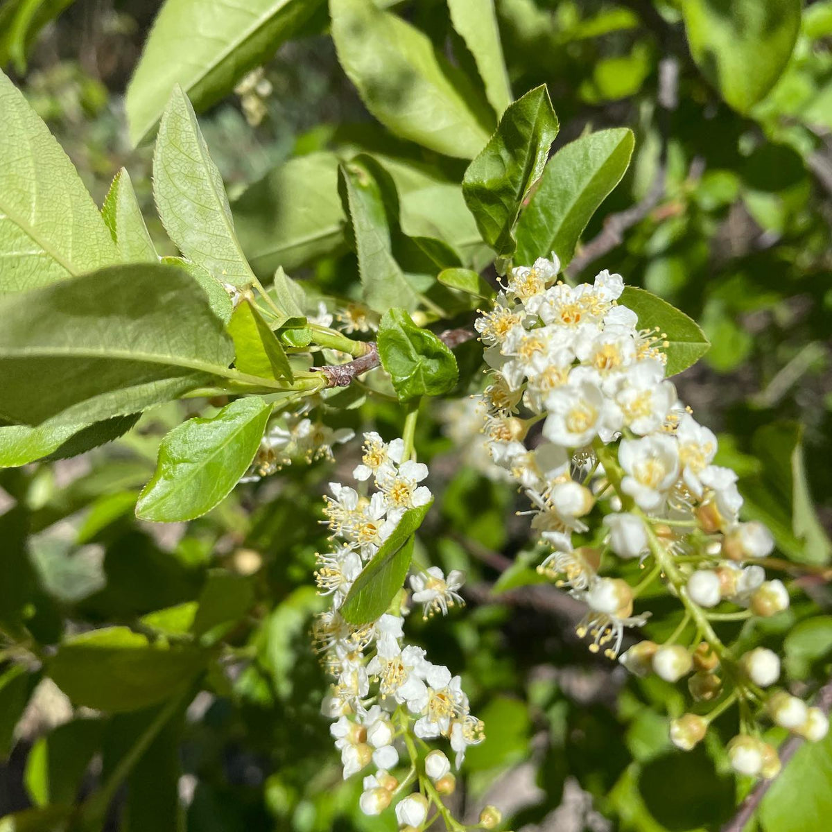 prunus virginiana in flower this week #chokecherry #blossoms