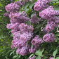 Common Purple Lilac (Syringa vulgaris)