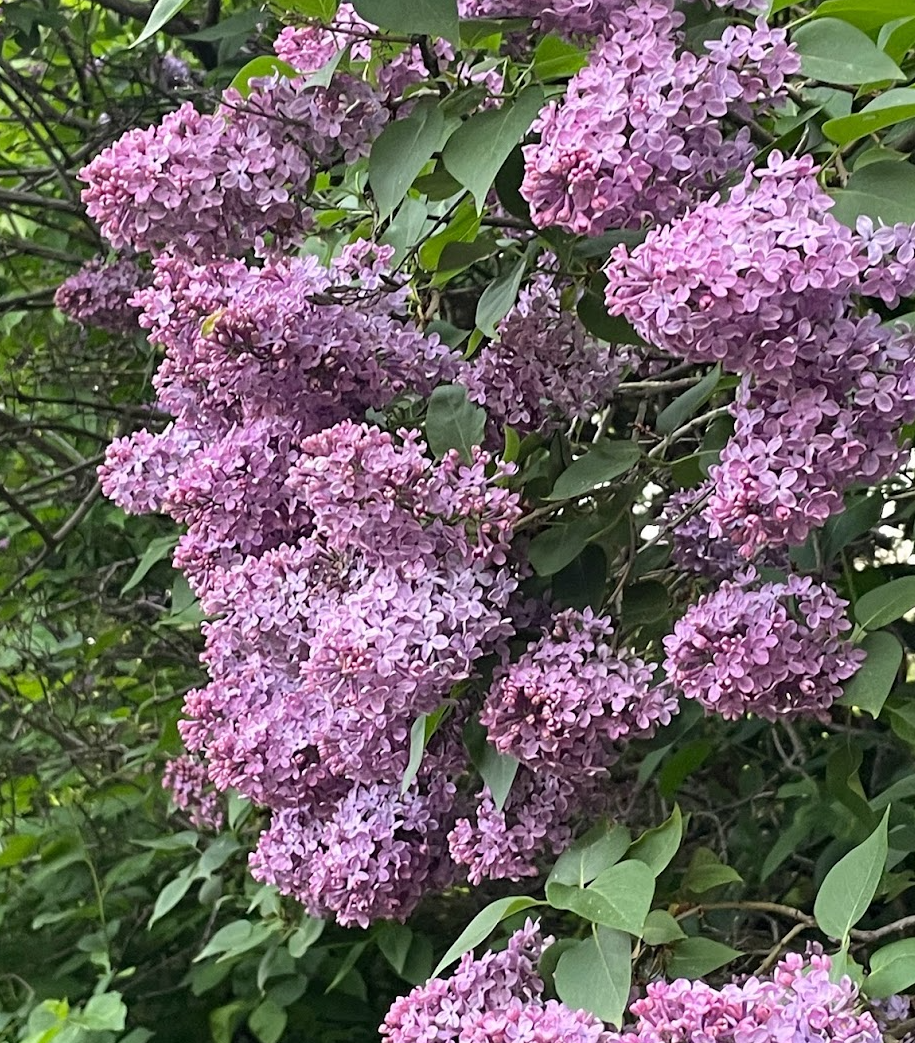 Lila Púrpura Común (Syringa vulgaris)