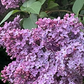 Common Purple Lilac (Syringa vulgaris)