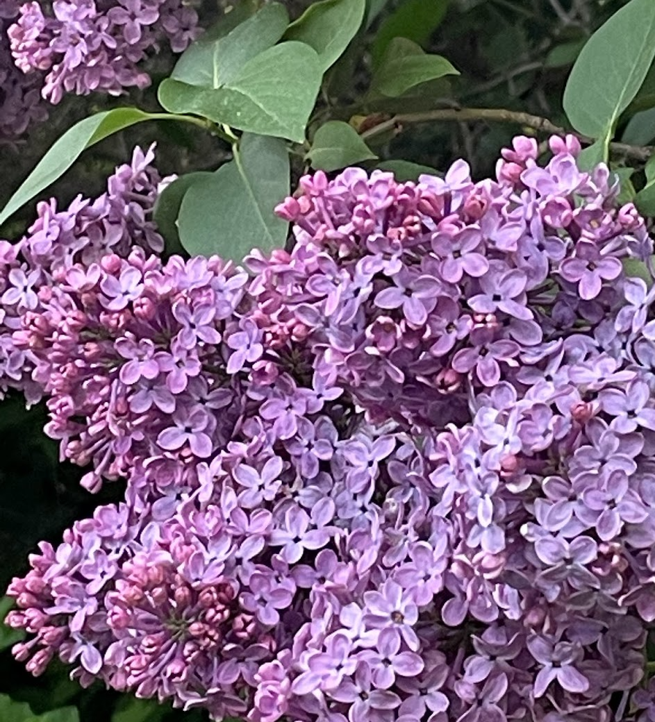 Lilas violet commun (Syringa vulgaris)