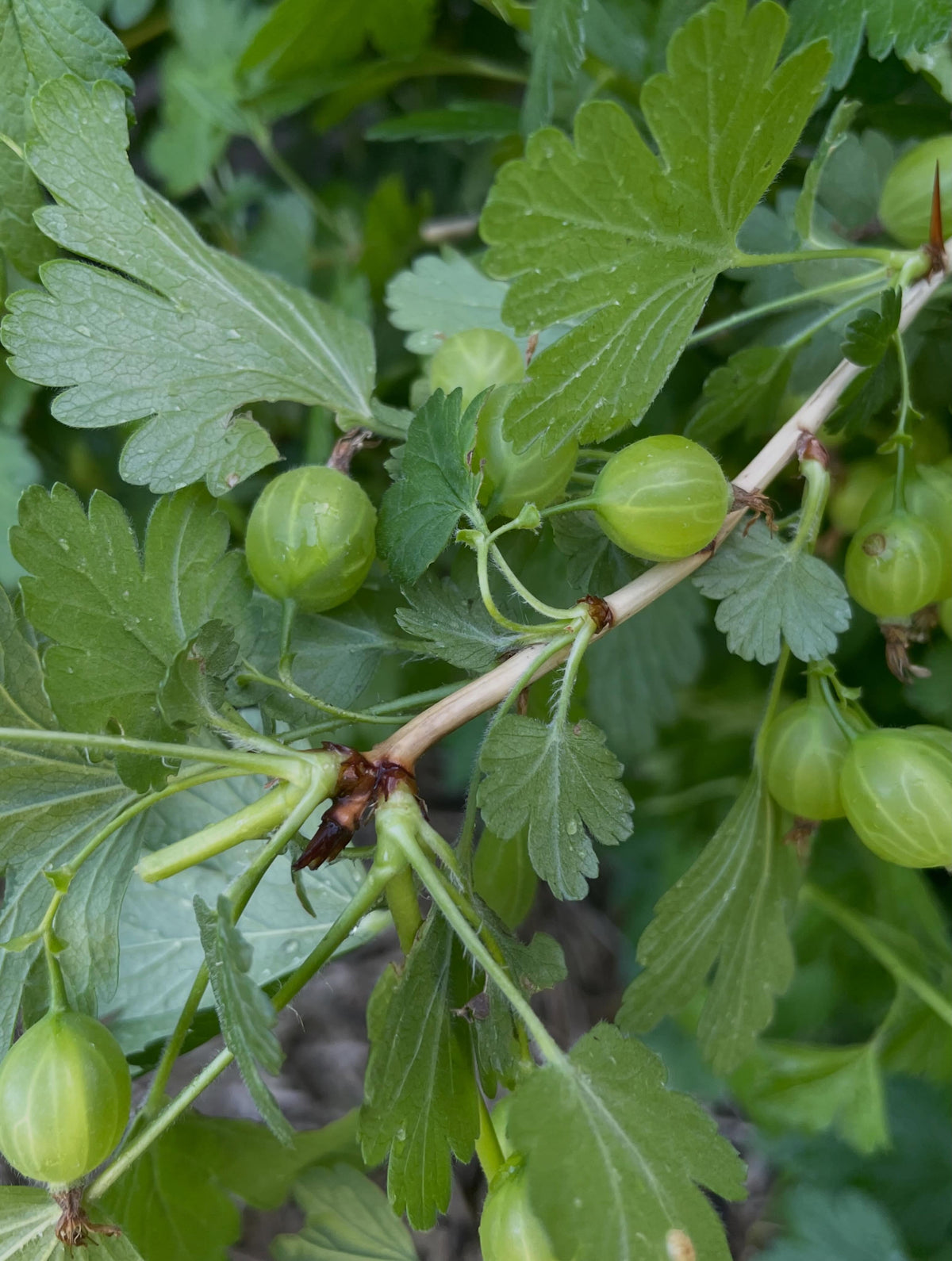 purple gooseberry, image 2 of 5