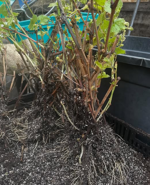 purple gooseberry, image 4 of 5